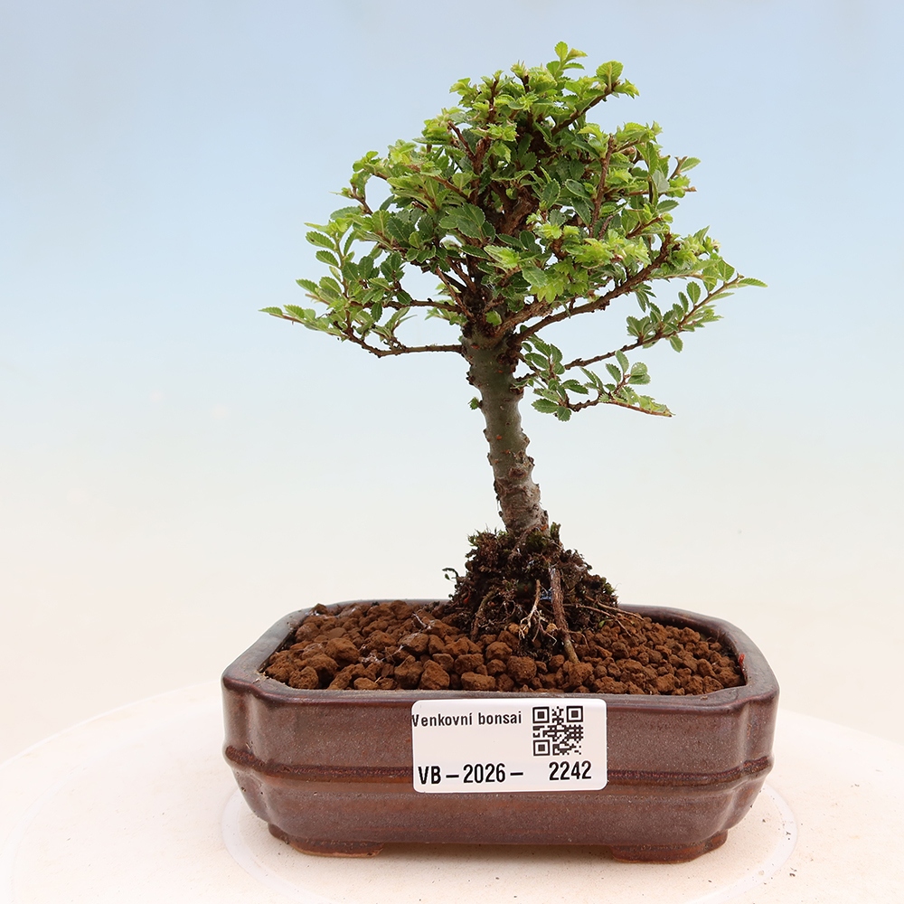 Vonkajší bonsai - Ulmus parvifolia Sagei - Malolistý brest
