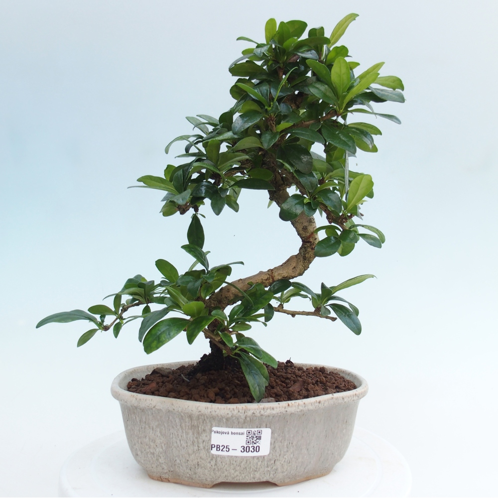 Izbová bonsai - Carmona macrophylla - Čaj fuki