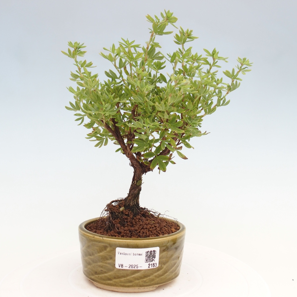 Vonkajšia bonsai-Nátržník krovitá - potentila fruticosa yellow Bird