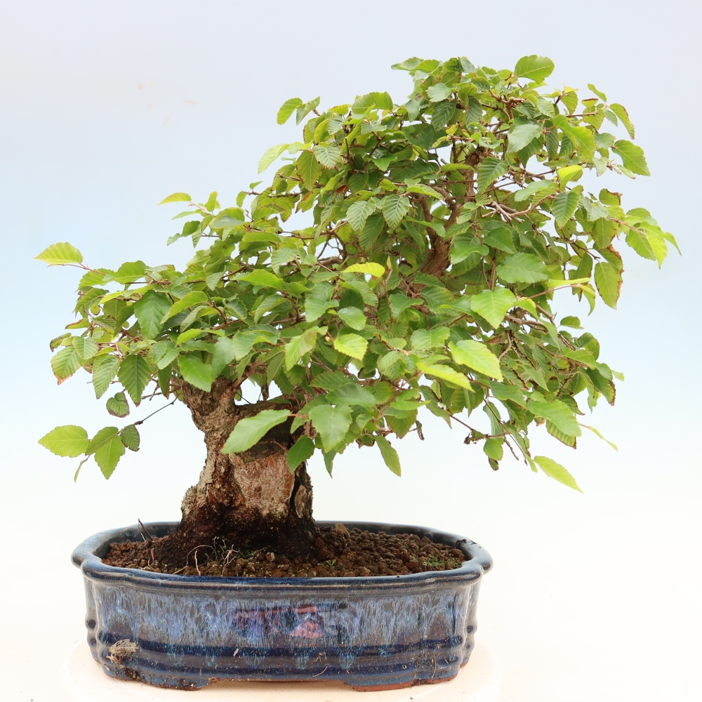 Vonkajší bonsaj -Carpinus coreana - Hrab kórejský