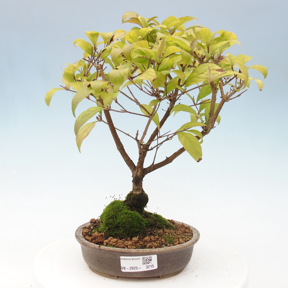 Vonkajšia bonsai - krásnoplodka - Callicarpa jap. Leucocarpa