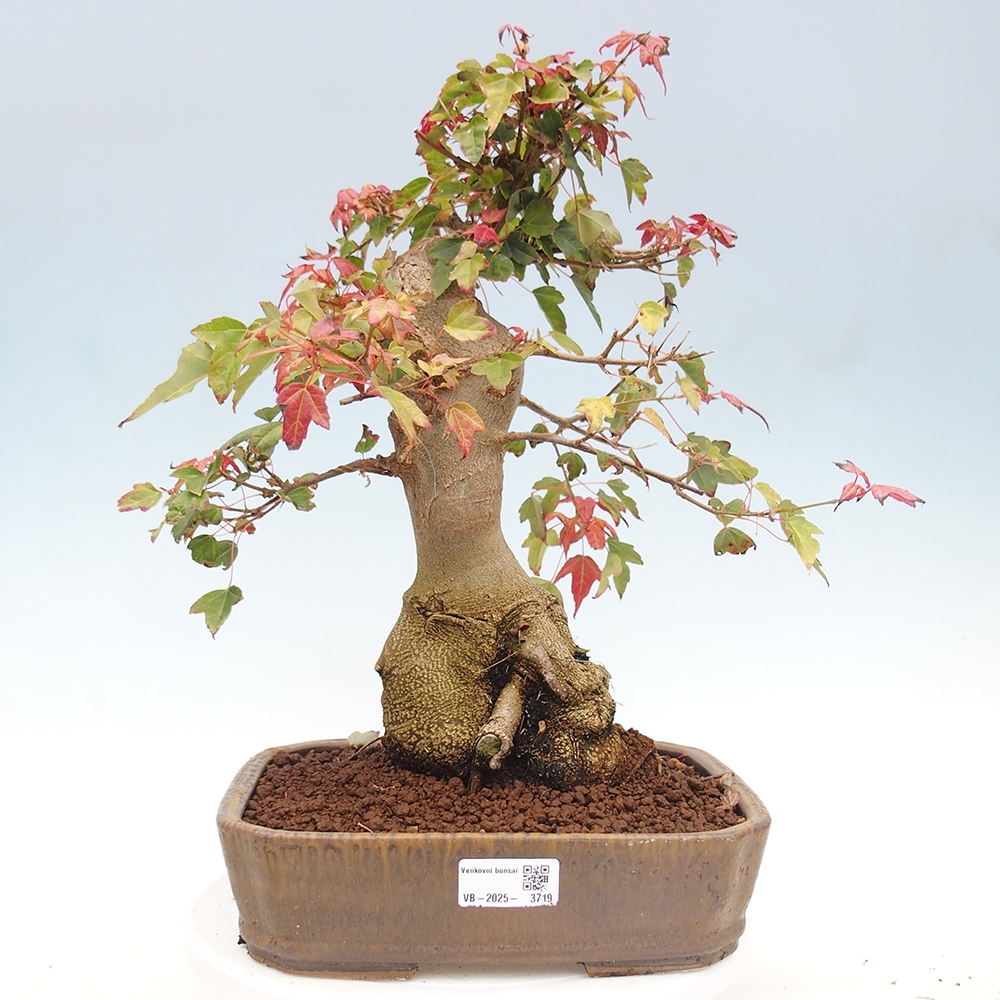 Vonkajšie bonsai - Javor Buergerianum - Javor Burgerův