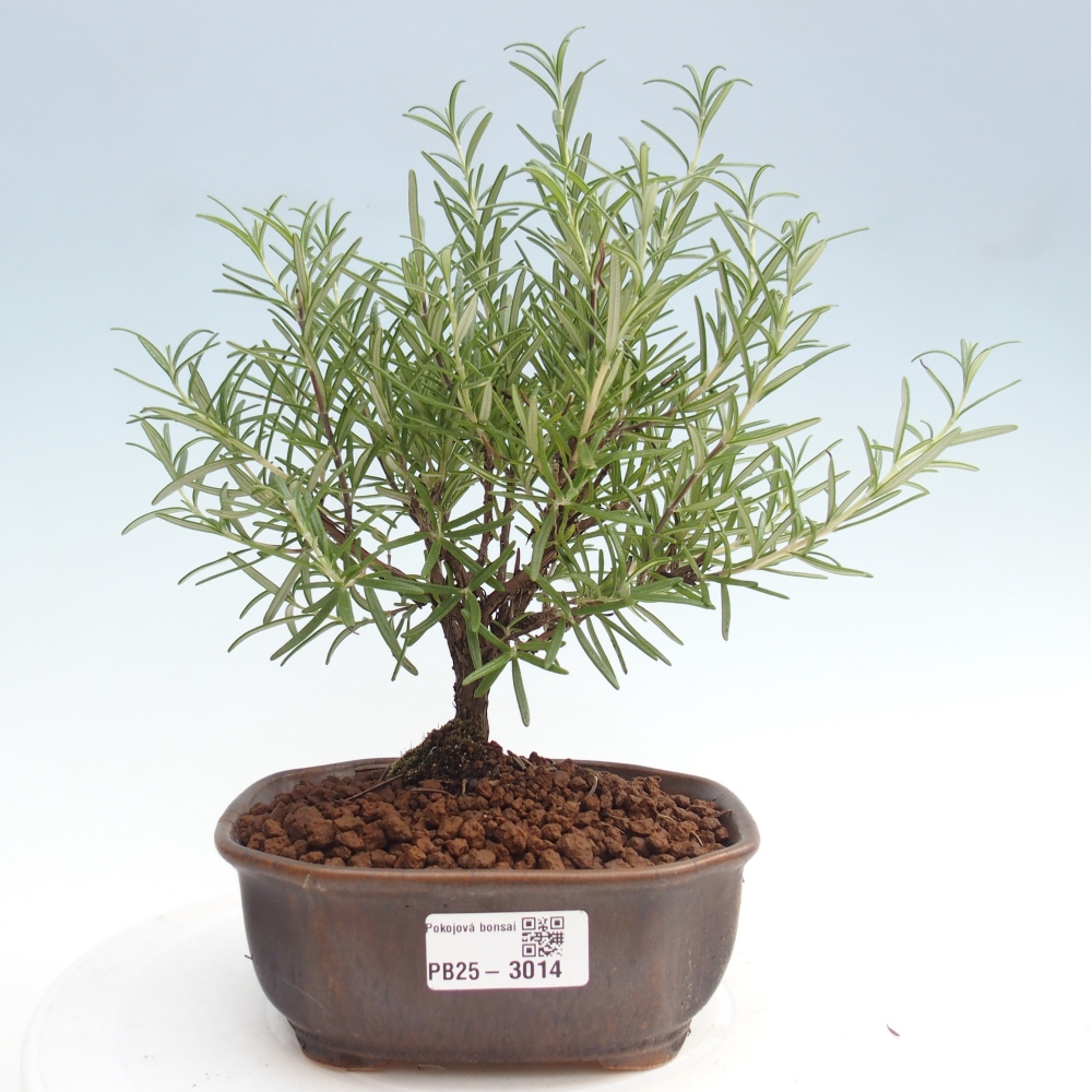 Izbová bonsai - Rozmarín lekársky-Rosmarinus officinalis