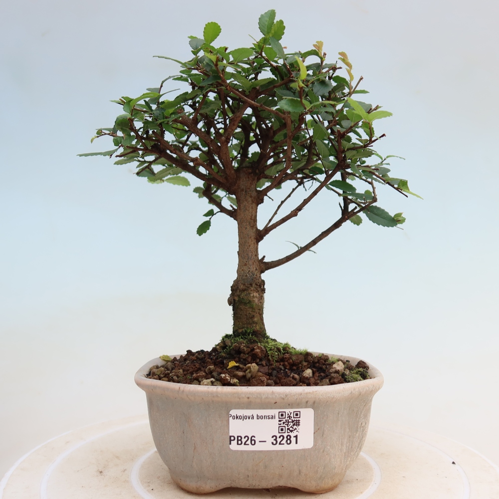 Izbový bonsaj - Ulmus parvifolia - brest malolistý