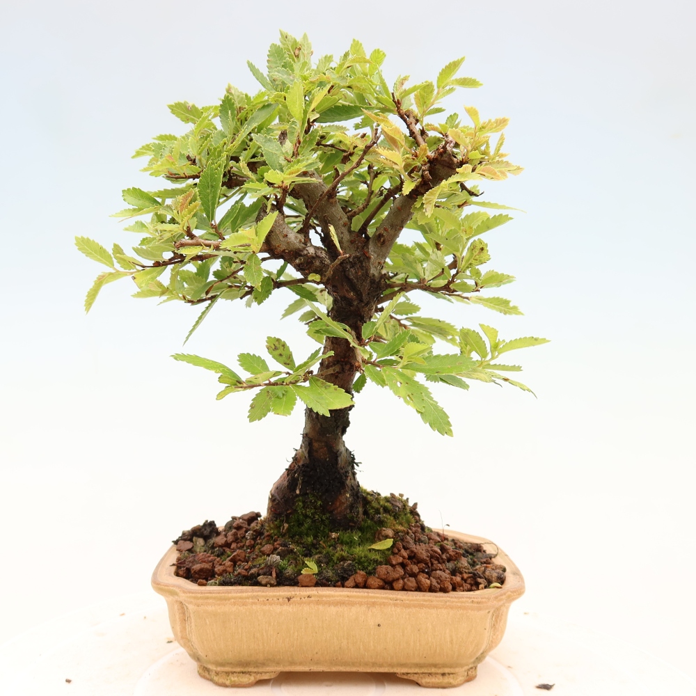 Vonkajšie bonsaje - Zelkova - Zelkova NIRE