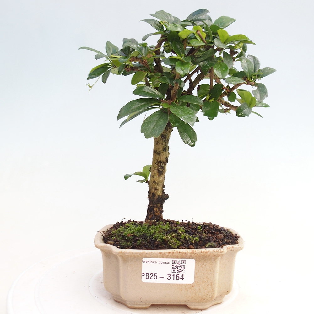 Izbová bonsai - Carmona macrophylla - Čaj fuki