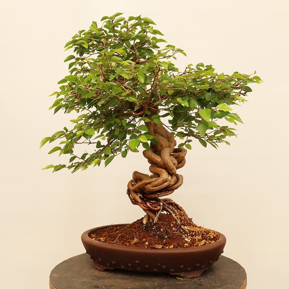 Vonkajší bonsai -Carpinus Coreana - Hrab kórejský
