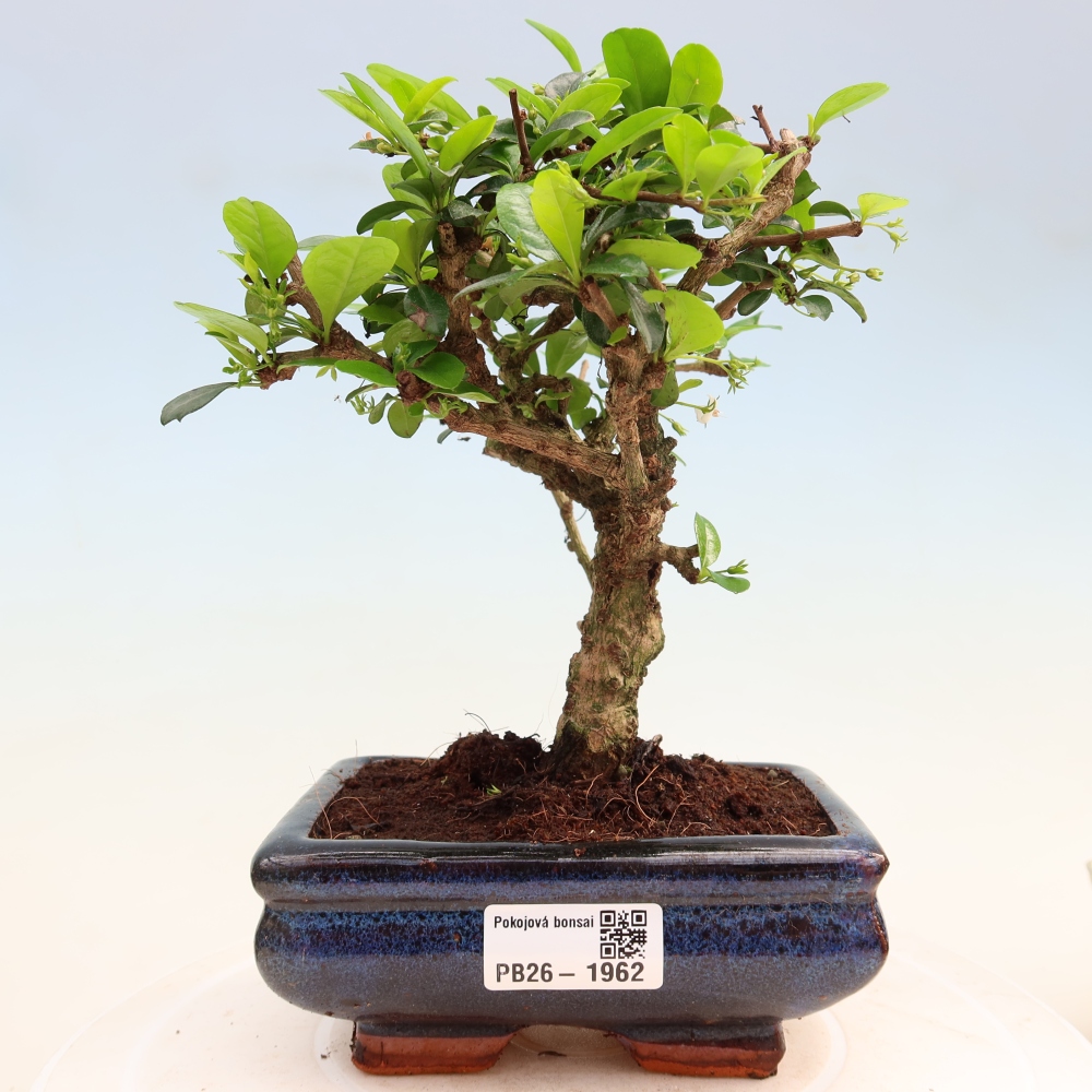 Izbové bonsaje - Carmona macrophylla - Tea fuki