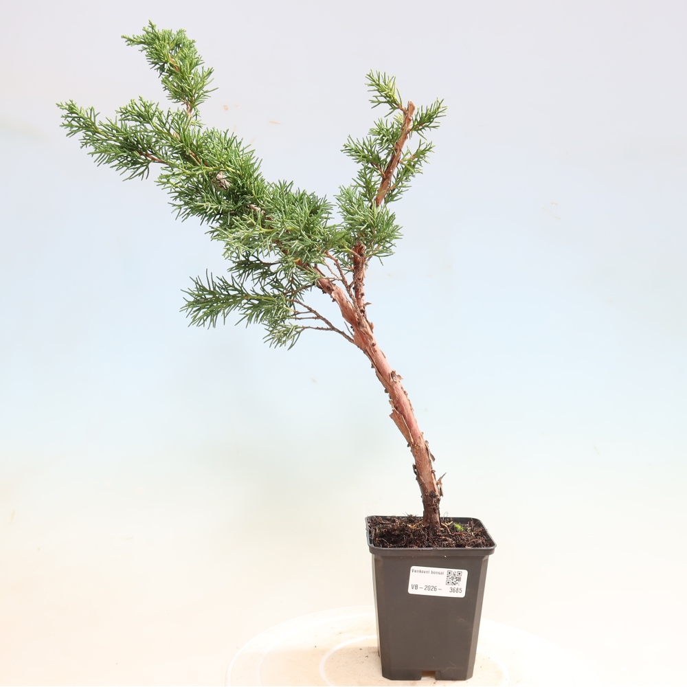 Vonkajší bonsaj - Juniperus chinensis Kishu