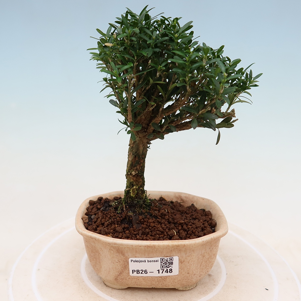 Izbové bonsaje - Buxus harlandii - korkový buxus