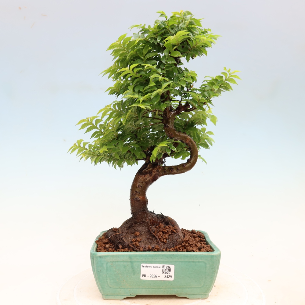Vonkajší bonsai – Ulmus Jacqueline Hillier – javor krásny