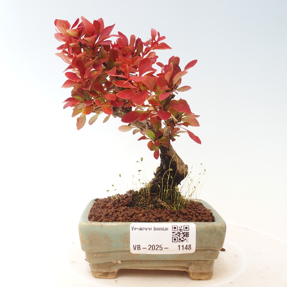 Vonkajší bonsai - Berberis thunbergii Kobold - Drištál Thunbergov