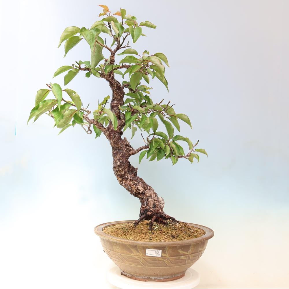 Vonkajšie bonsaje – Japonská marhuľa – Prunus Mume
