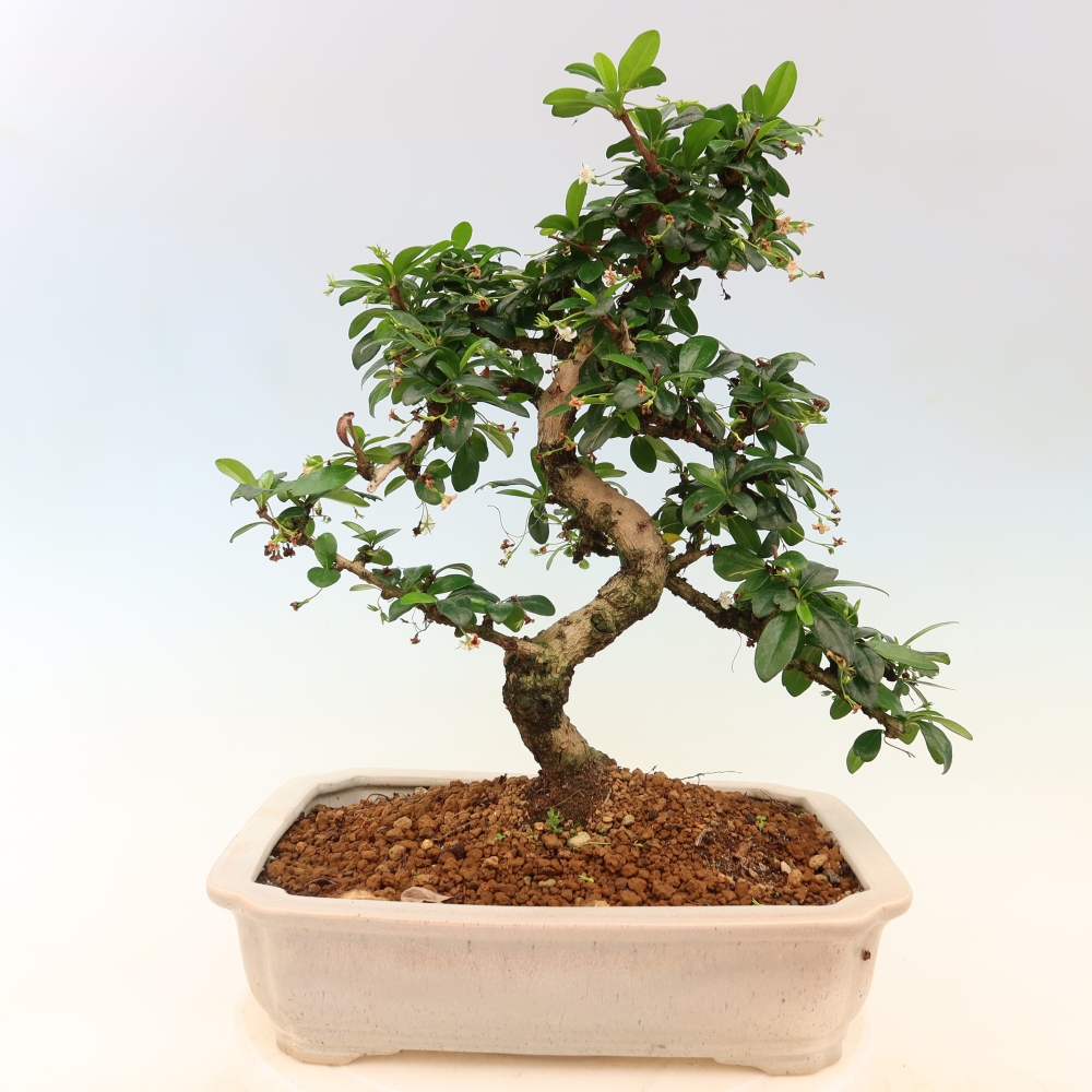 Izbové bonsaje - Carmona macrophylla - Tea fuki