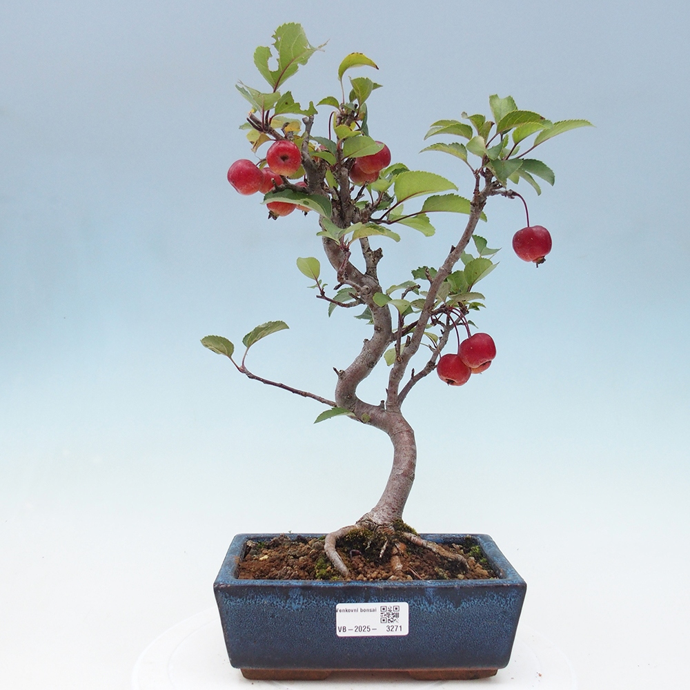 Vonkajší bonsai -Malus halliana - Maloplodá jabloň