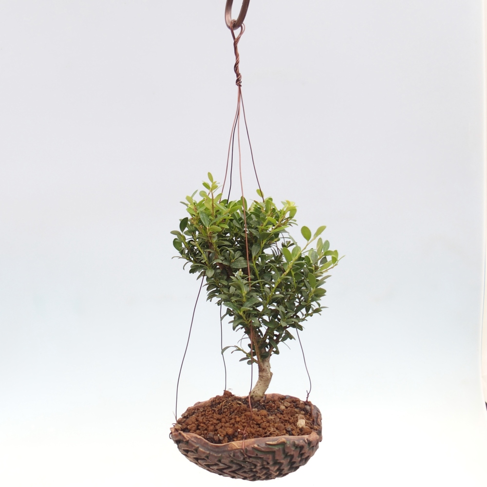 Kokedama v keramike - Ilex crenata - Cezmína