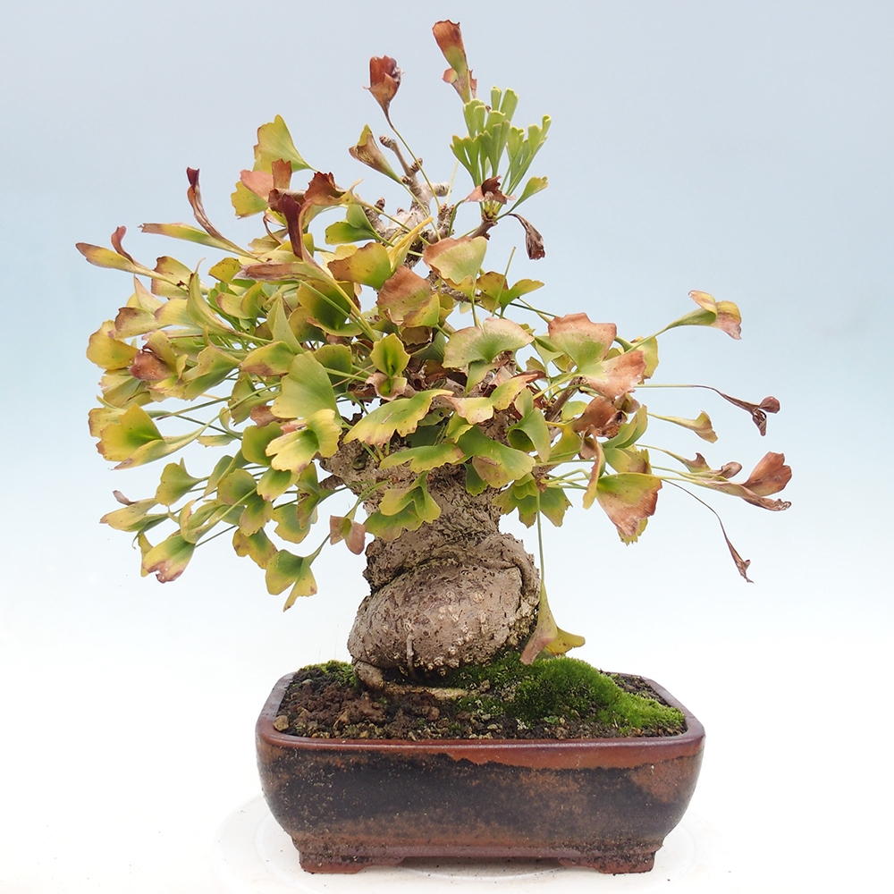 Vonkajšie bonsai - Ginko dvojlaločné - Ginkgo biloba