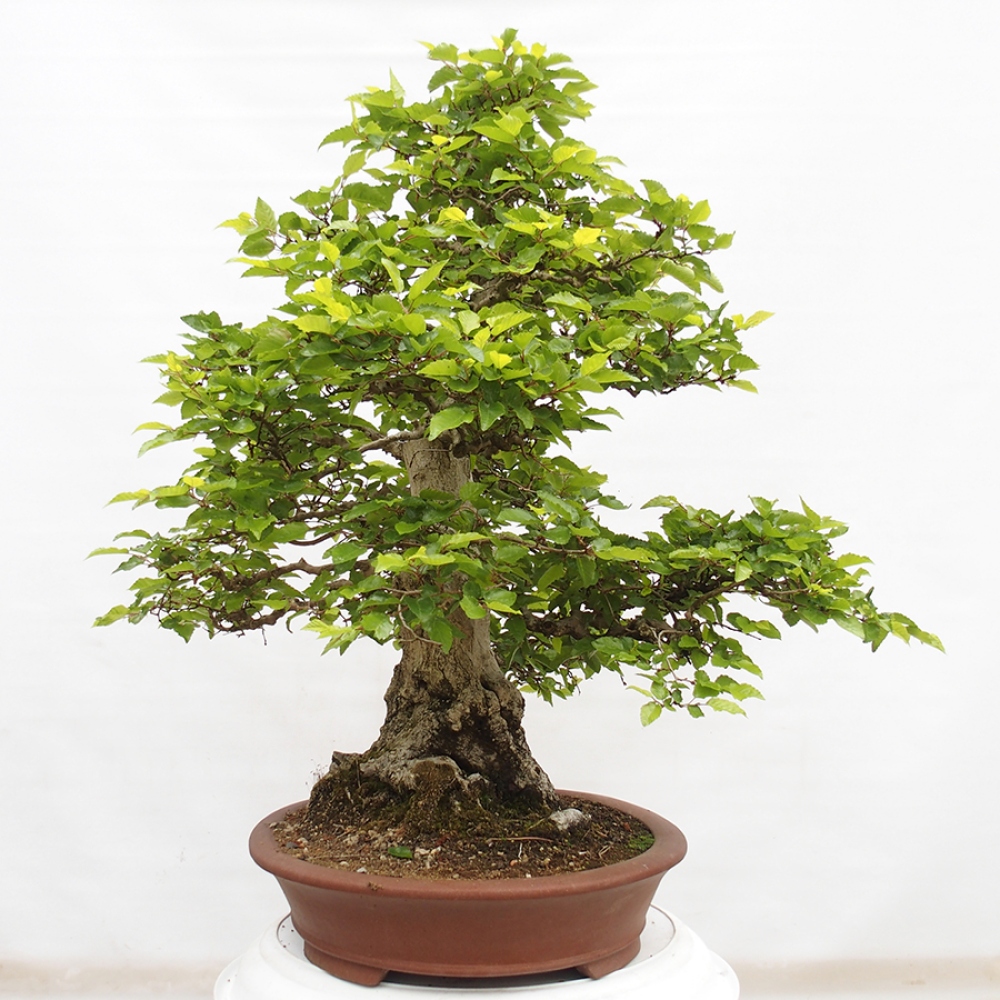 Vonkajší bonsai -Carpinus CARPINOIDES - Hrab kórejský