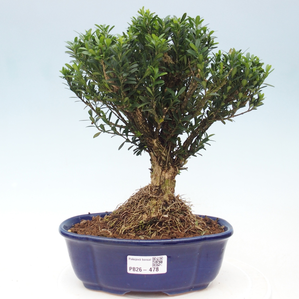 Izbové bonsaje - Buxus harlandii - korkový buxus