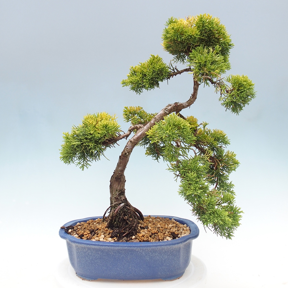 Vonkajší bonsai - Juniperus chinensis plumosa aurea - Borievka čínska zlatá