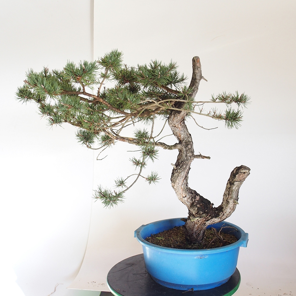 Yamadori - Pinus sylvestris Španielsko
