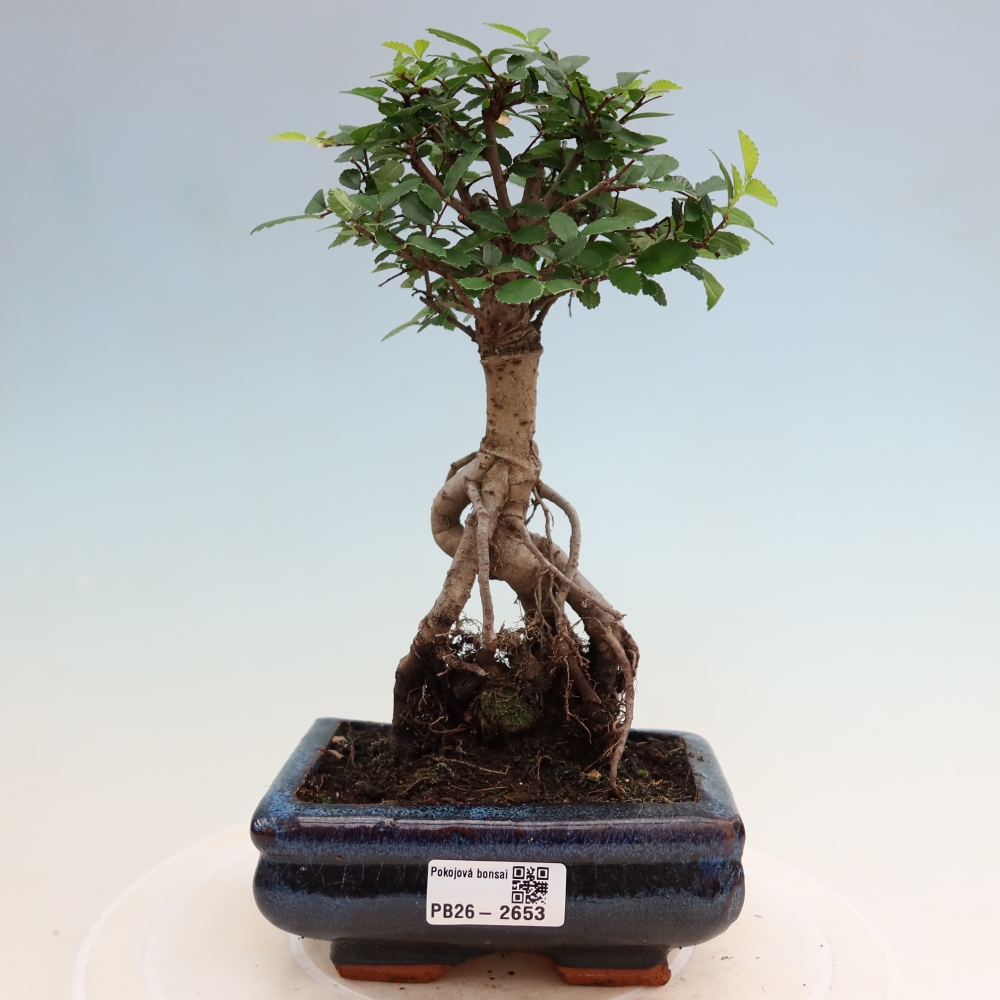 Izbový bonsaj - Ulmus parvifolia - brest malolistý