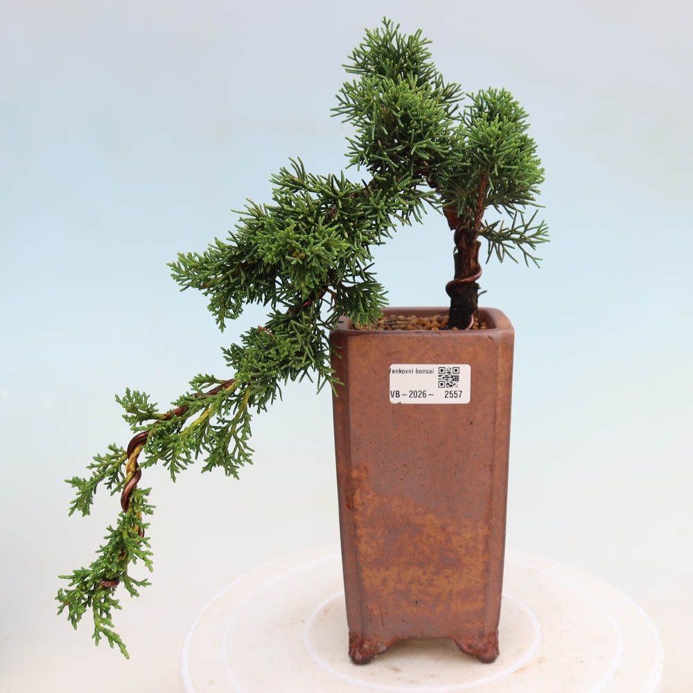 Vonkajší bonsaj - Juniperus chinensis Kishu