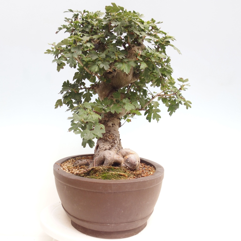 Vonkajší bonsai - Hloh ružový plnokvetý - Crataegus 