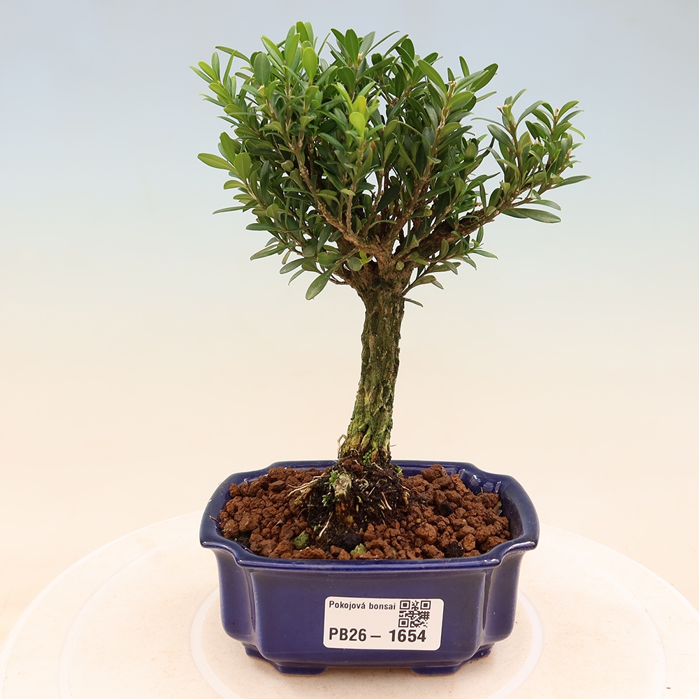 Izbové bonsaje - Buxus harlandii - korkový buxus
