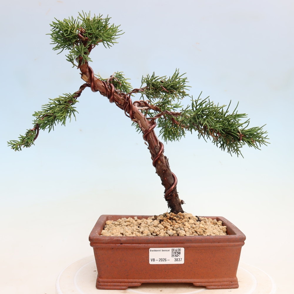 Vonkajší bonsaj - Juniperus chinensis Kishu