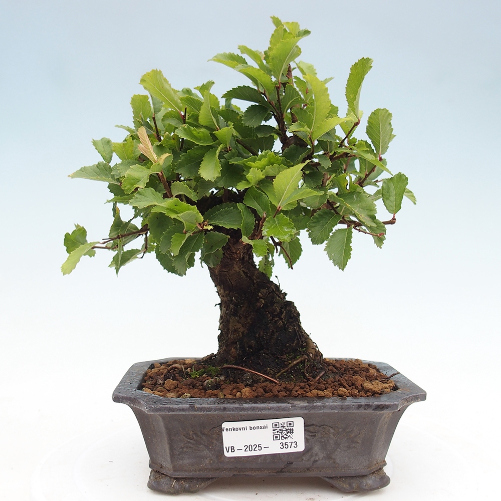 Vonkajšie bonsaje - Zelkova - Zelkova NIRE