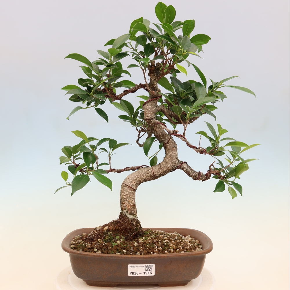 Izbové bonsaje - Ficus kimmen - drobnolistý fikus