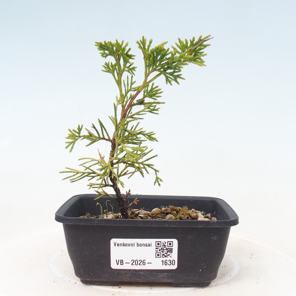 Vonkajší bonsaj - Juniperus chinensis Itoigawa