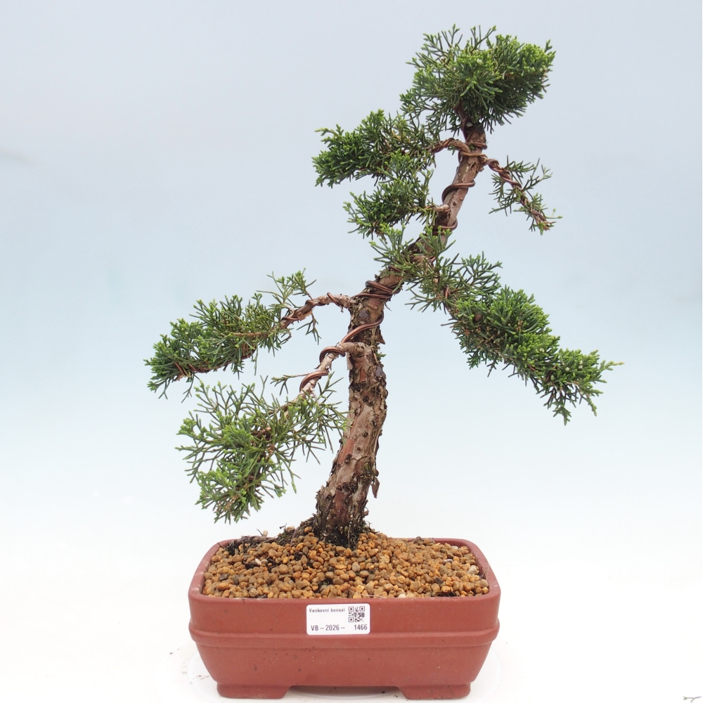 Vonkajší bonsaj - Juniperus chinensis Kishu