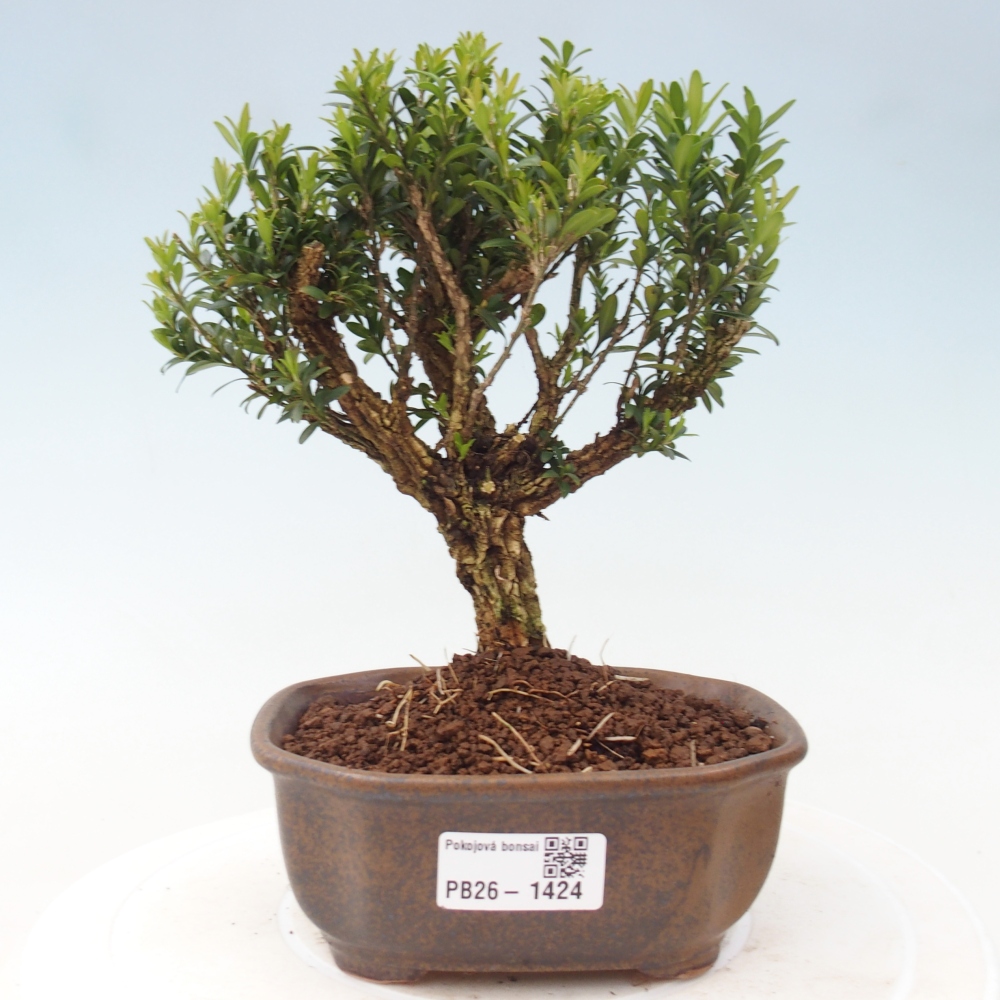 Izbové bonsaje - Buxus harlandii - korkový buxus