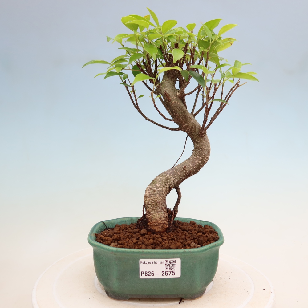 Izbové bonsaje - Ficus kimmen - drobnolistý fikus