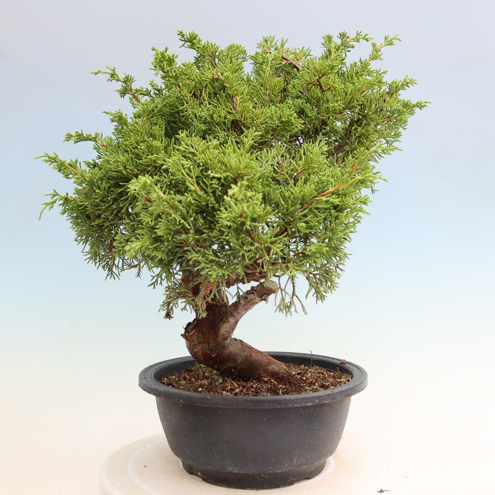Vonkajší bonsai – Juniperus chinensis Itoigawa – čínsky jalovec