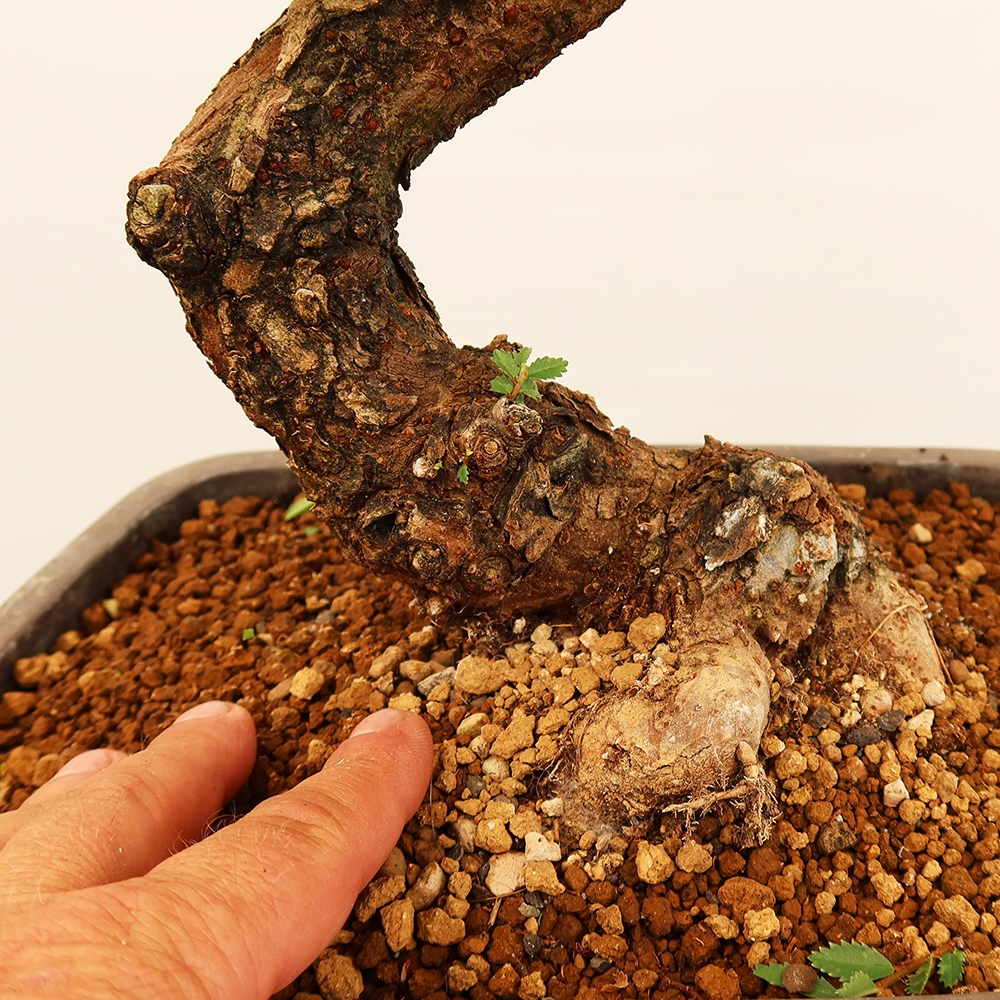 Vonkajšie bonsai - Zelkova - Zelkova NIRE