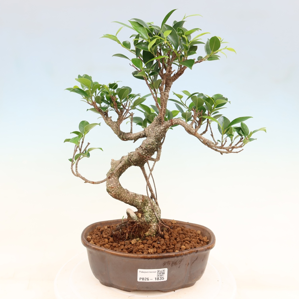 Izbový bonsaj - Ficus retusa - drobnolistý fikus