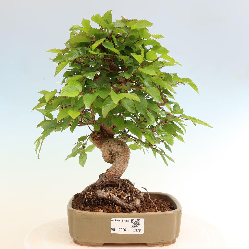 Vonkajší bonsaj -Carpinus coreana - Hrab kórejský