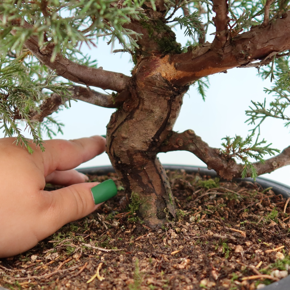 Vonkajší bonsai – Juniperus chinensis Itoigawa – čínsky jalovec