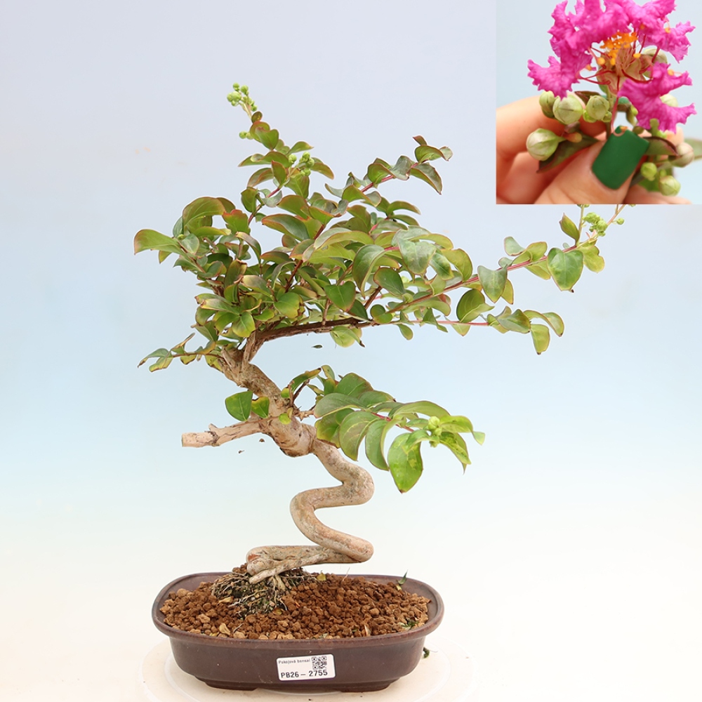 Izba bonsai – Lagerstroemia indica – indický orgován