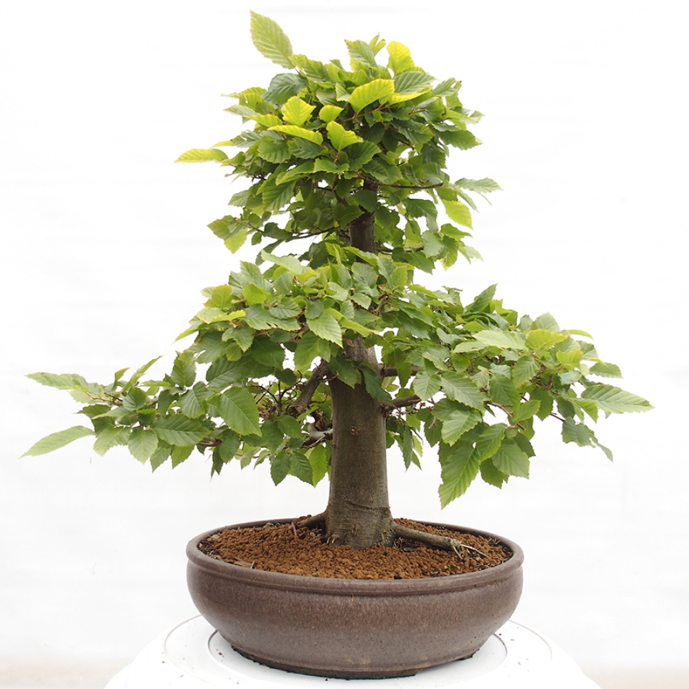 Vonkajší bonsai - Hrab obyčajný - Carpinus betulus
