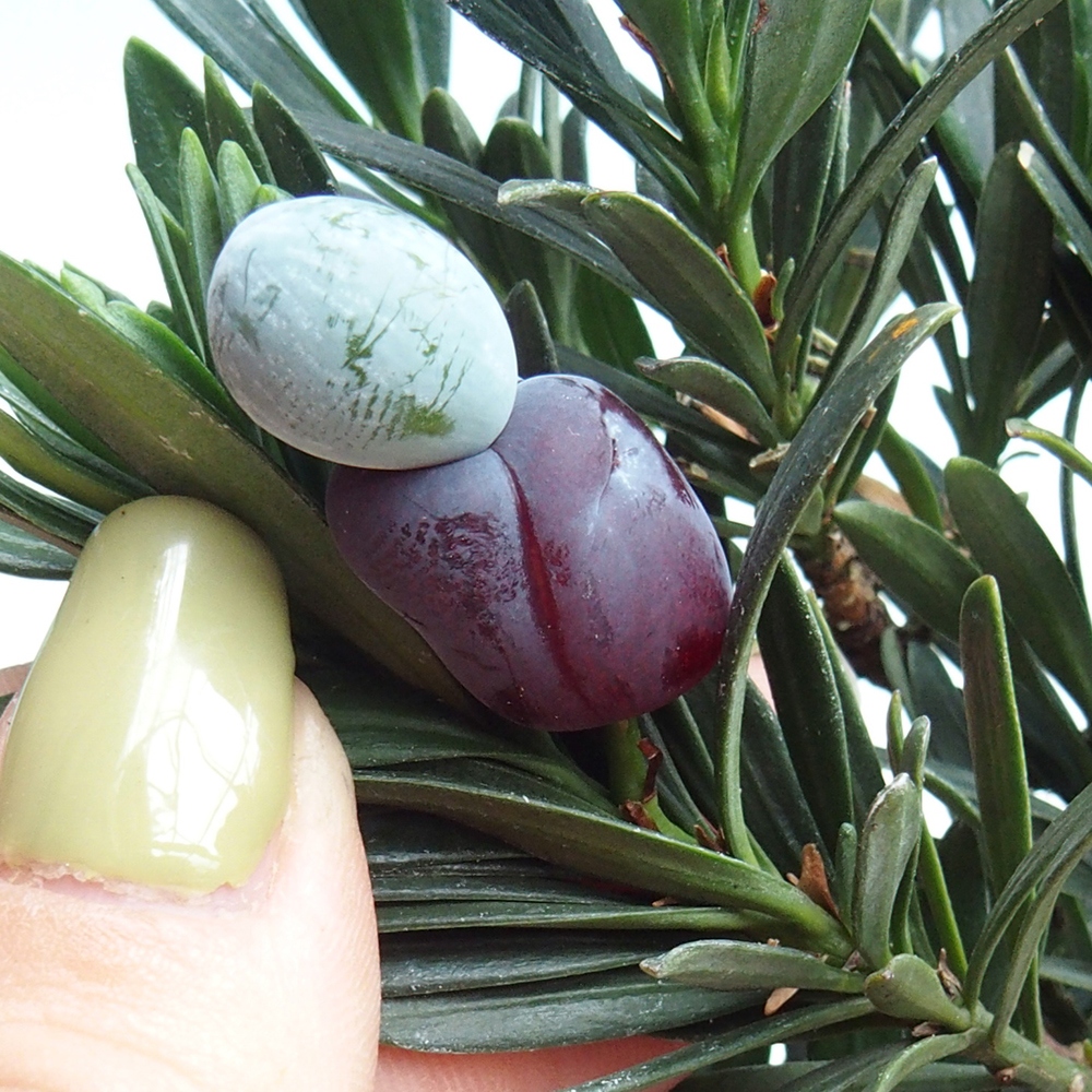 Izbové bonsaje - Podocarpus - Kamenný tis