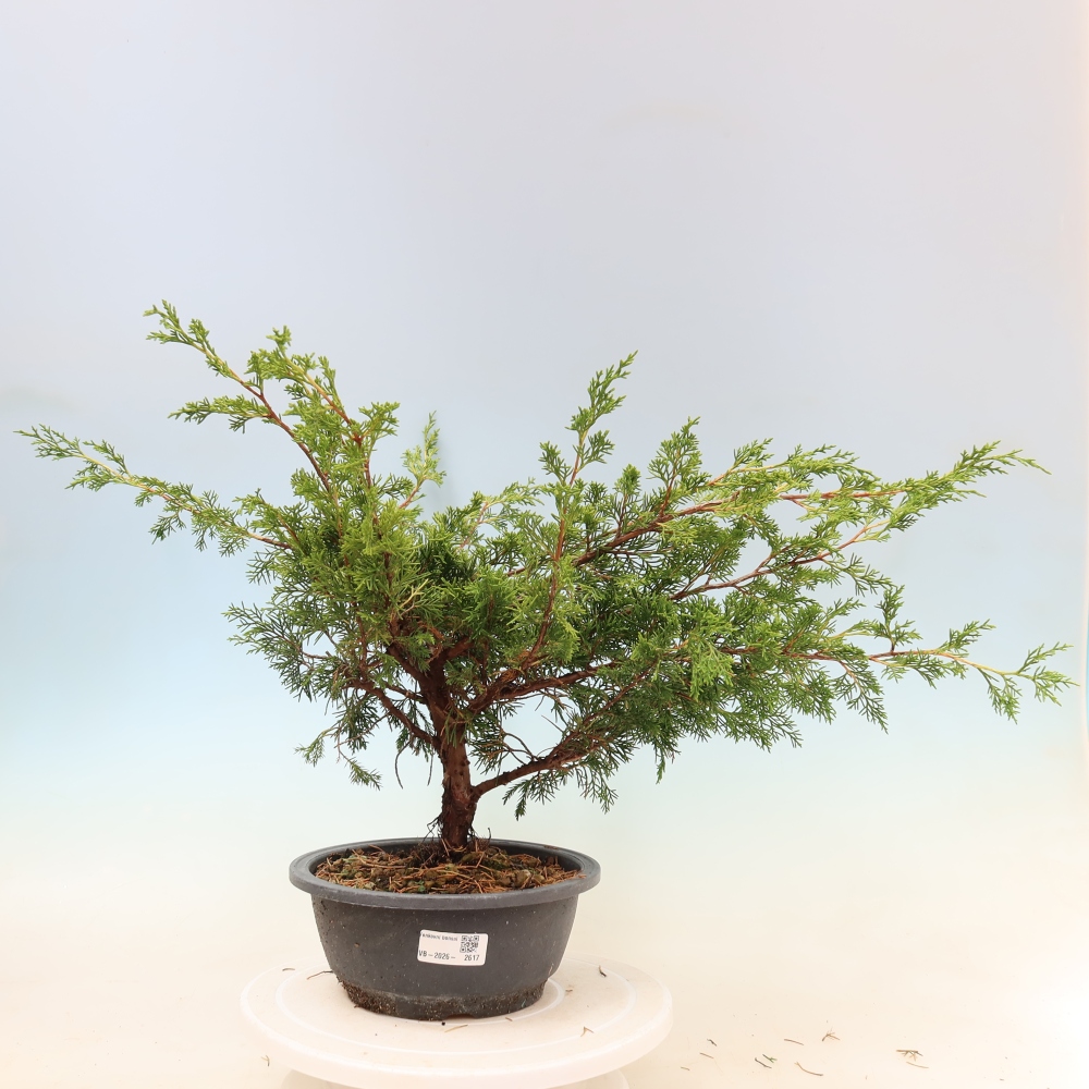 Vonkajší bonsaj - Juniperus chinensis Itoigawa