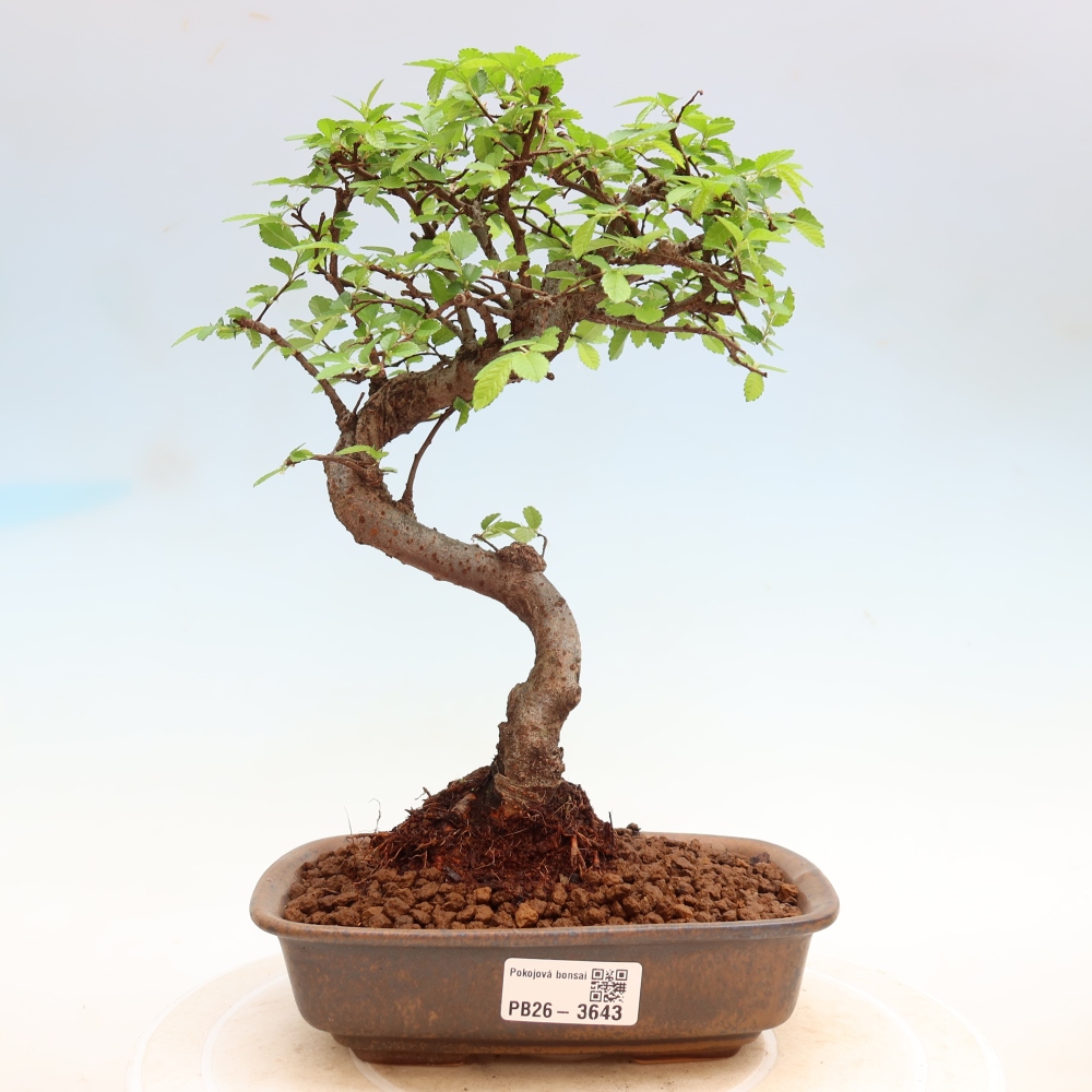 Izbový bonsaj - Ulmus parvifolia - brest malolistý