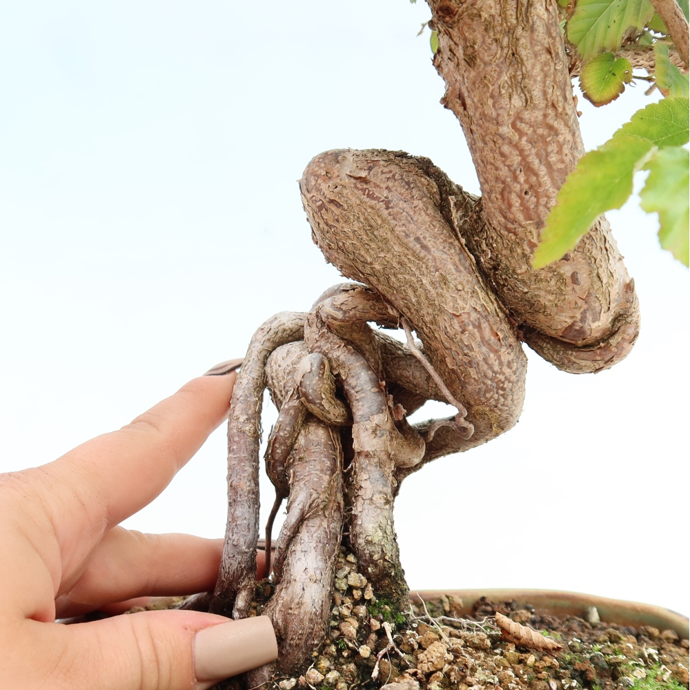 Vonkajšie bonsaje -Carpinus CARPINOIDES - Hrab kórejský