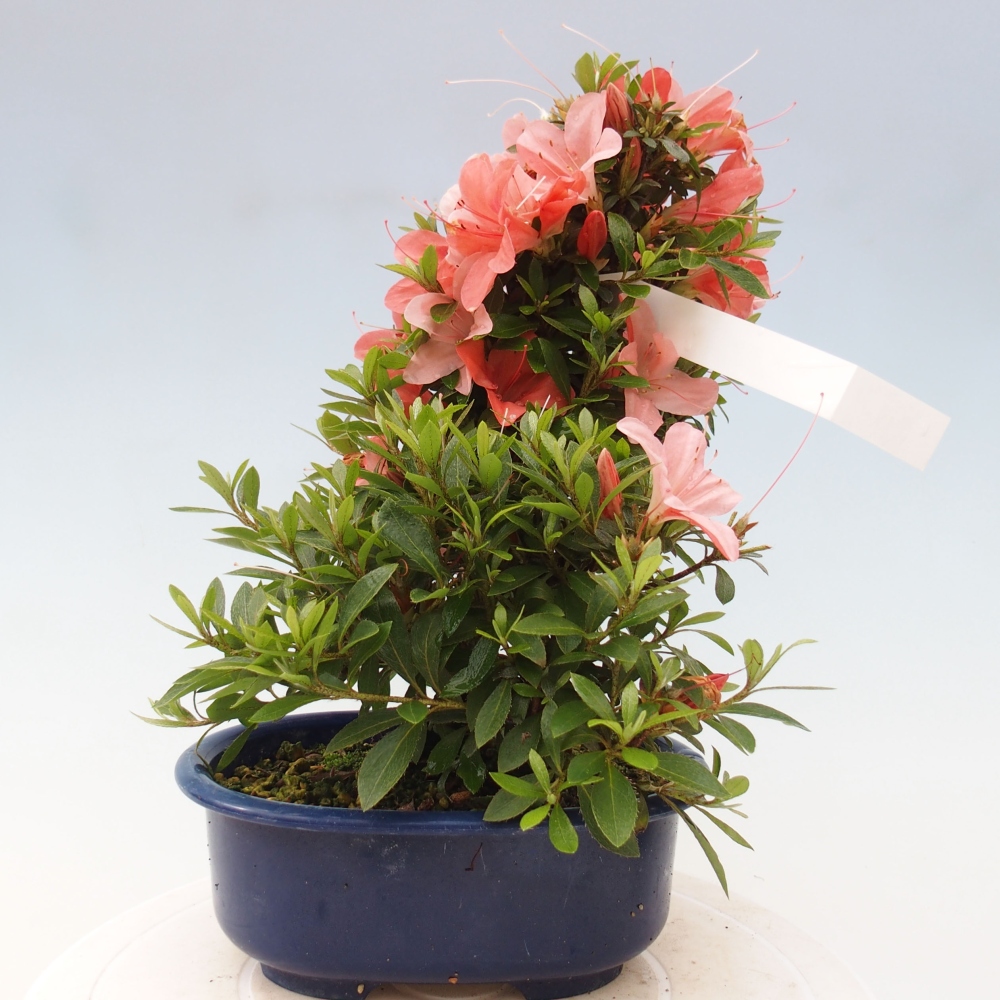 Vonkajší bonsai - Japonská azalka -  Azalea Nikko