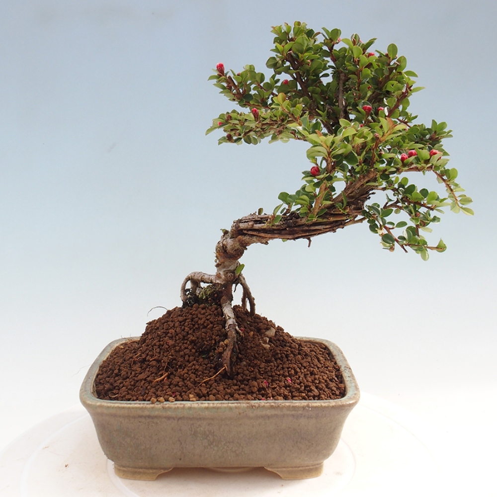 Vonkajší bonsai - Cotoneaster horizontalis - Skalník