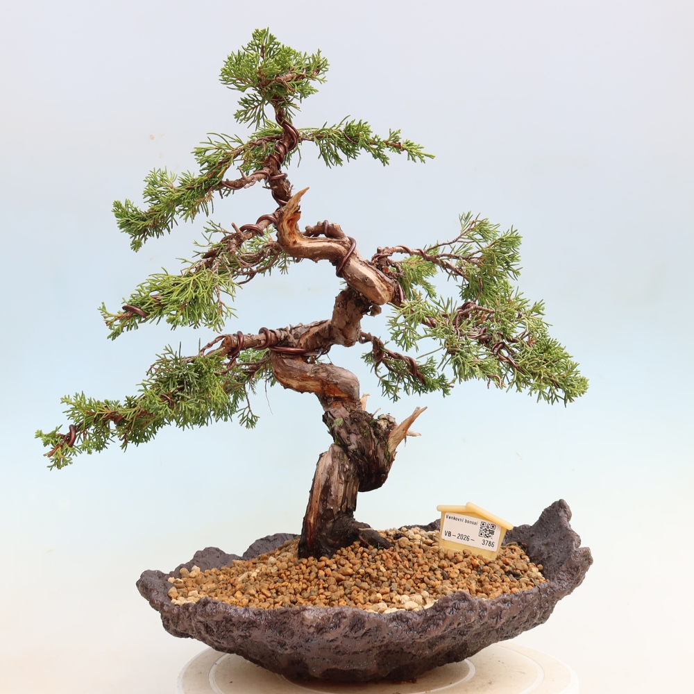 Vonkajší bonsai – Juniperus chinensis Itoigawa – čínsky jalovec